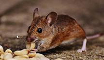 24 Hour & Emergency Exterminators in Farmer City, IL